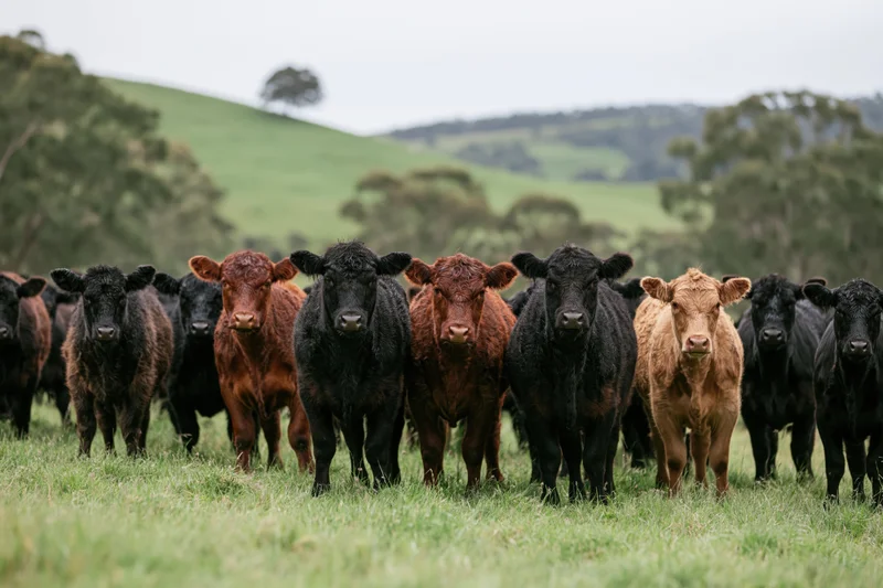 Herd of black and brown beef cattle standing in a row on a grassy pasture