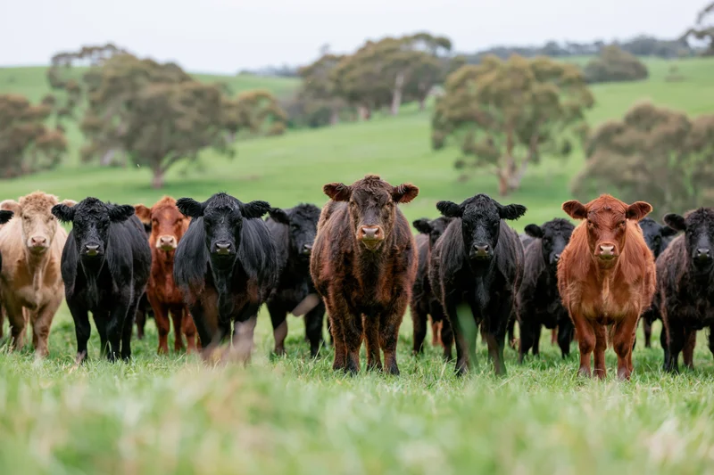 Herd of black and brown beef cattle standing in a row in a green pasture