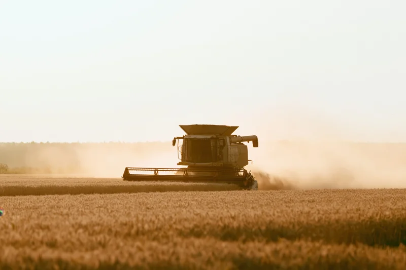 Combine harvester cutting through golden wheat field at sunset