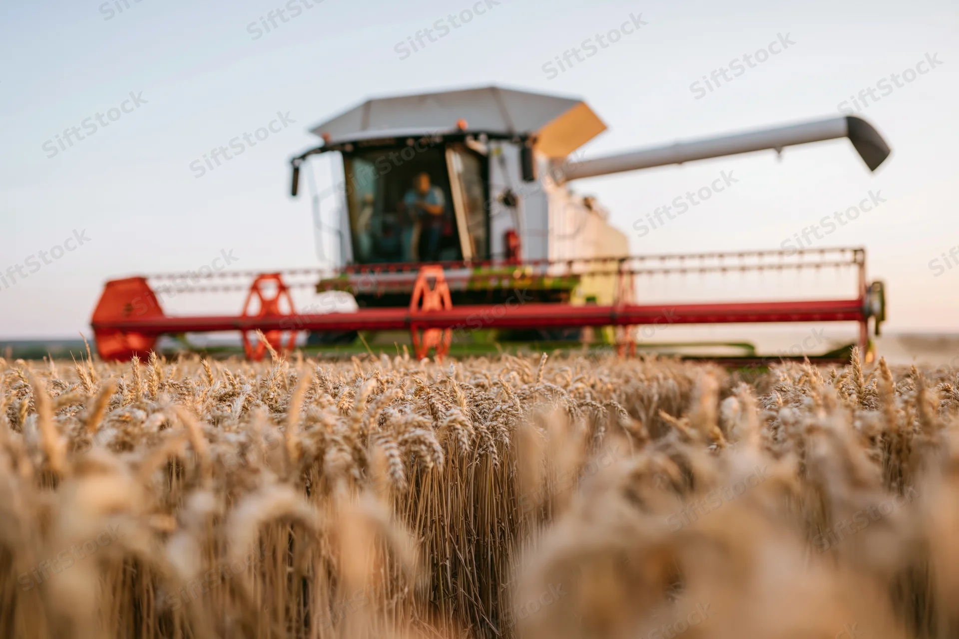 Combine harvester harvesting ripe wheat in a golden field at dusk
