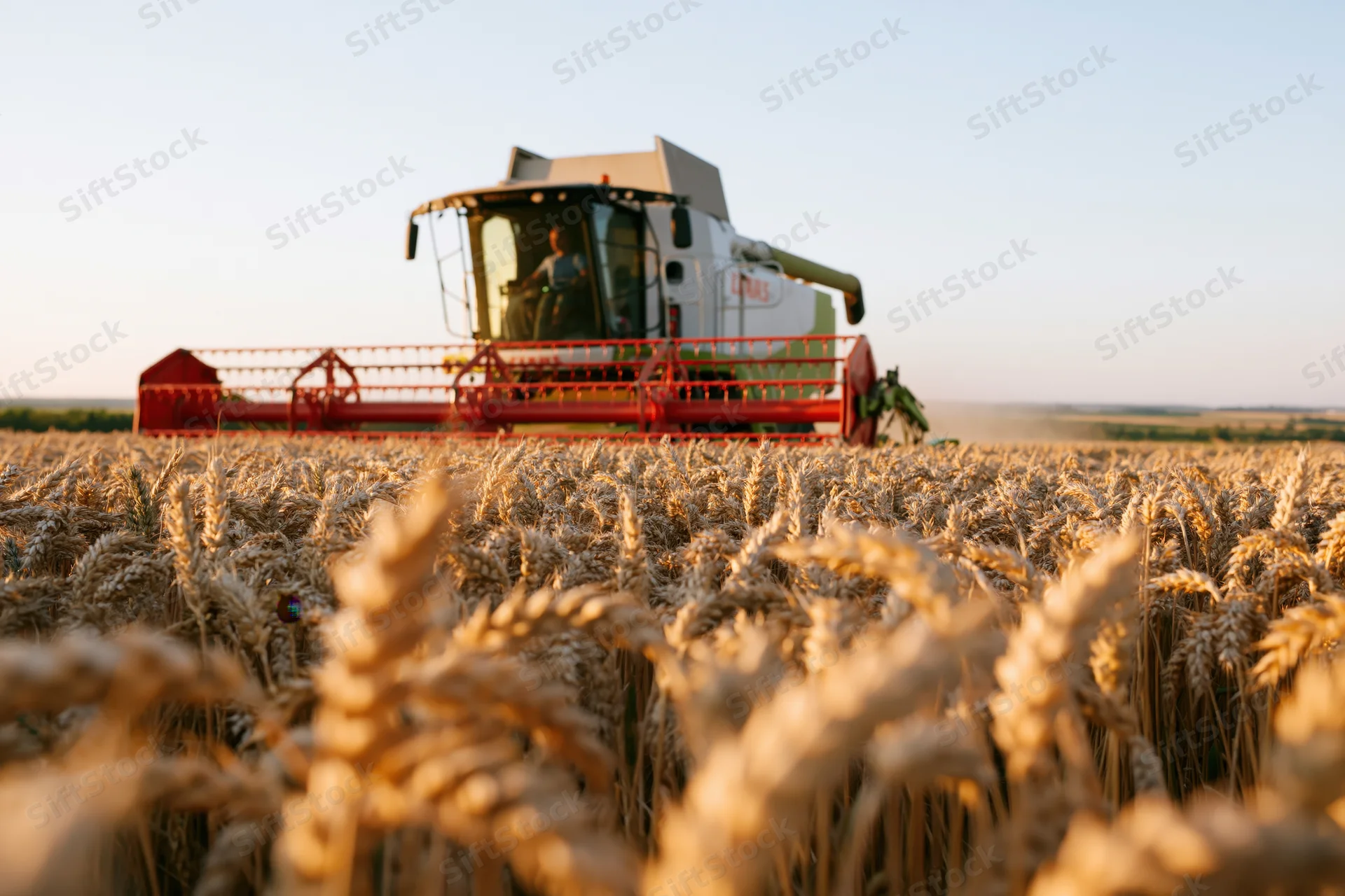 Combine harvester harvesting wheat in a golden field at sunset