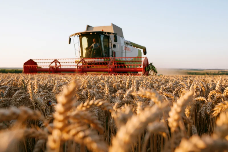 Combine harvester harvesting wheat in a golden field at sunset