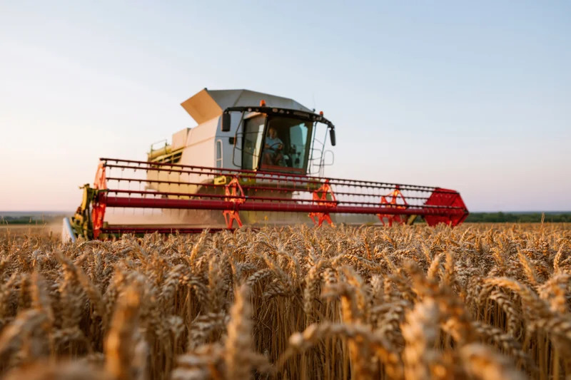 Combine Harvester In A Golden Wheat Field At Sunset