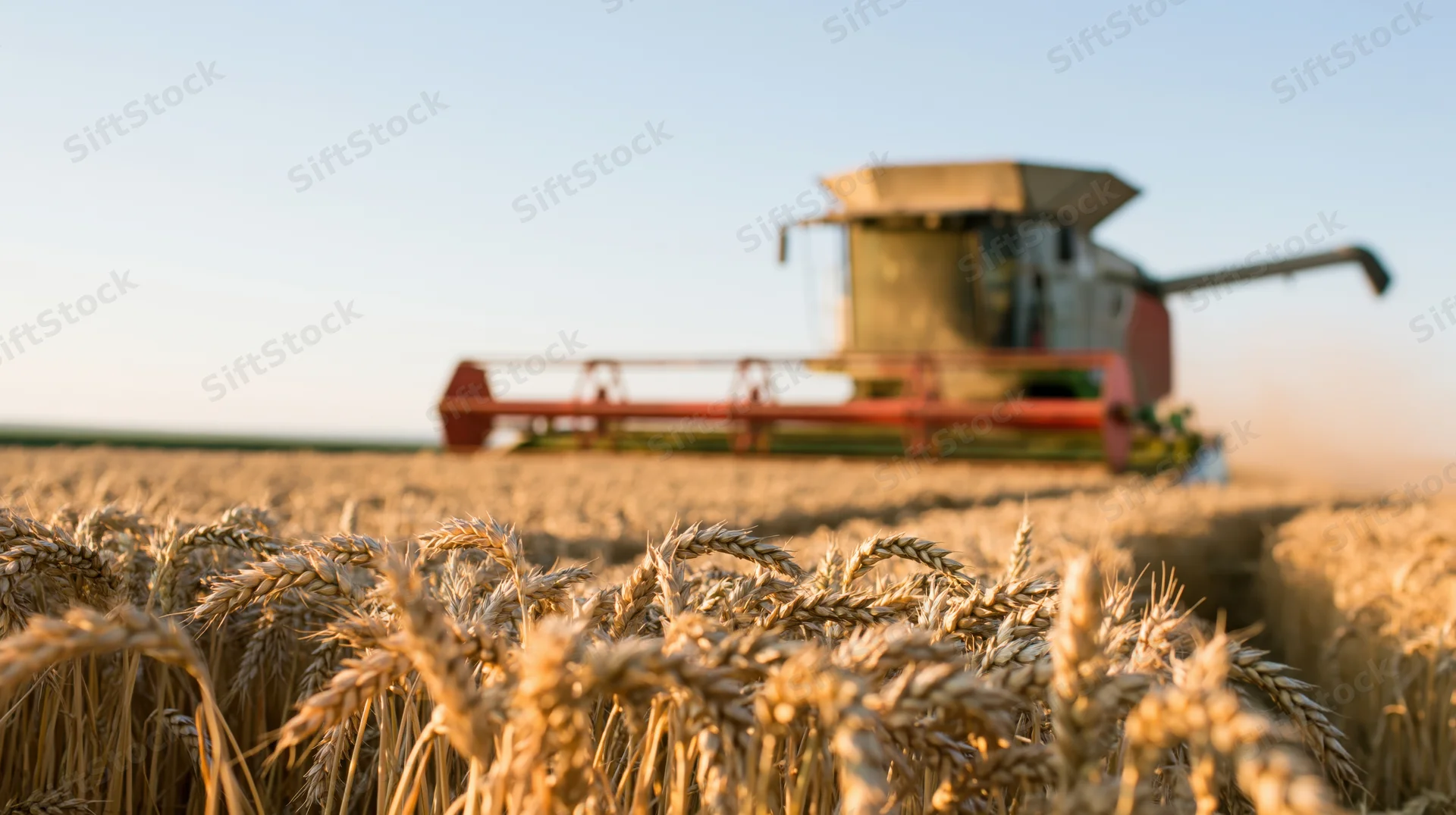 Combine harvester moving through a golden wheat field during harvest