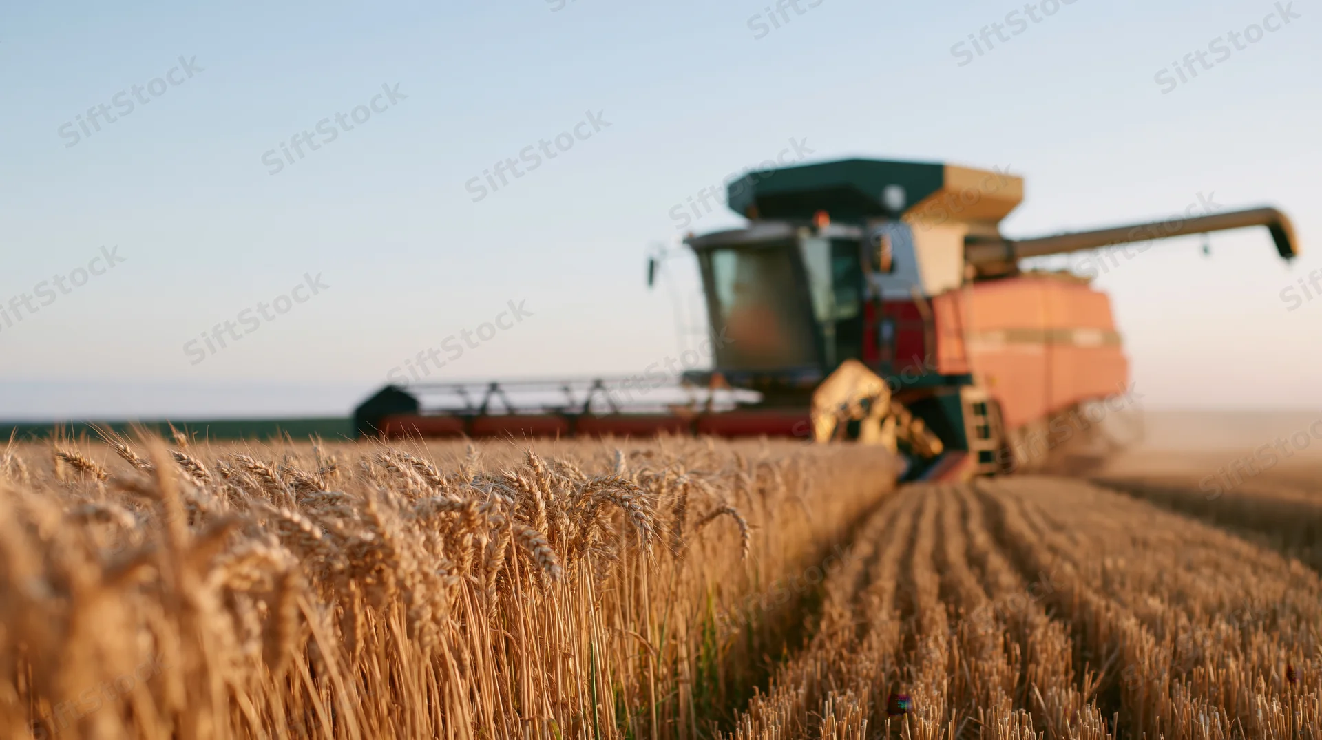 Combine harvester moving through a golden wheat field during harvest