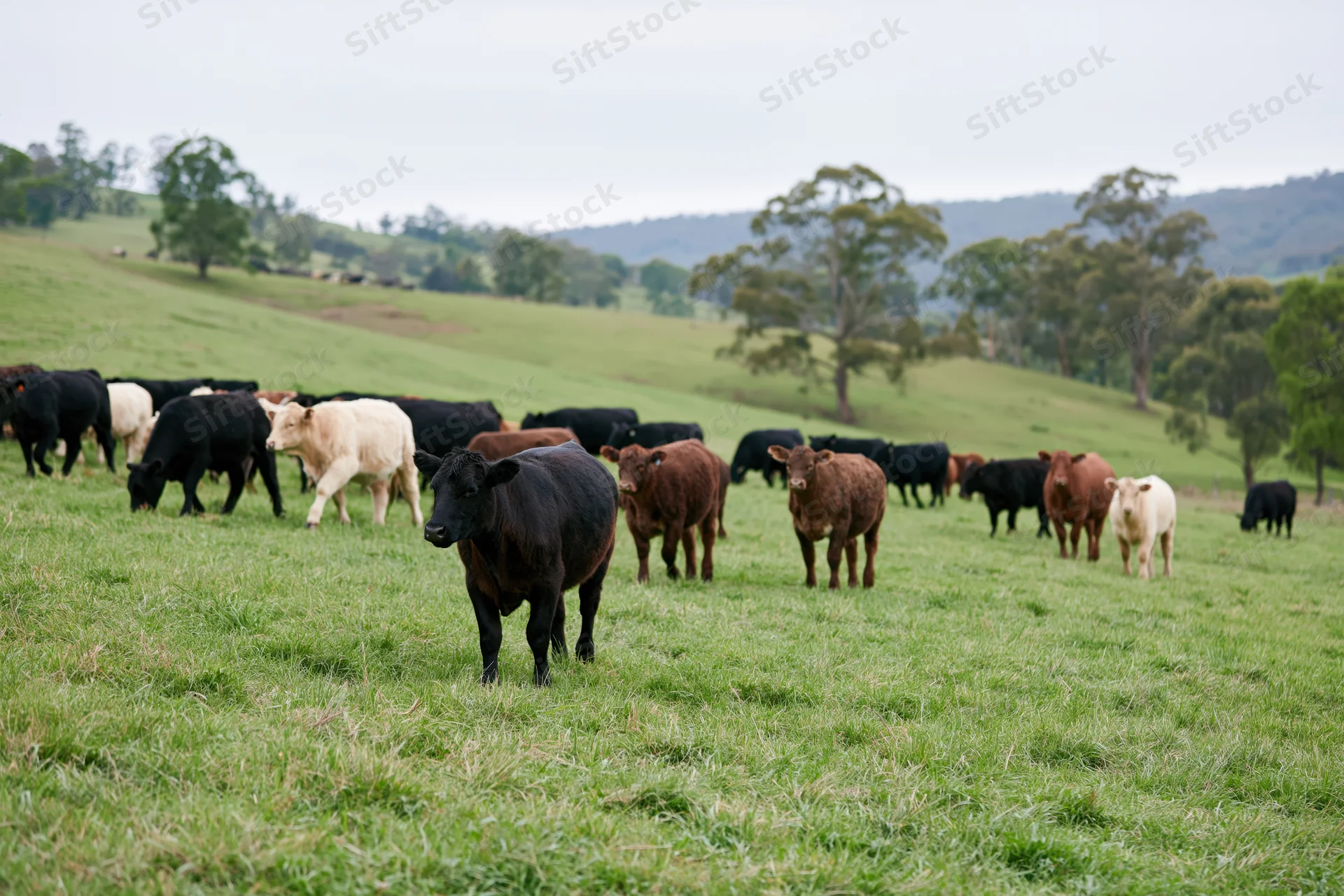 Mixed herd of beef cattle grazing in a green pasture on a farm