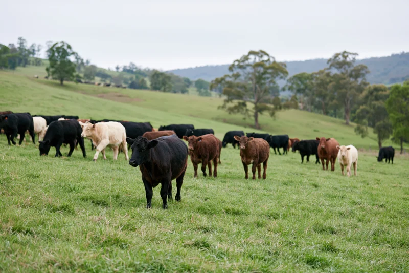 Mixed herd of beef cattle grazing in a green pasture on a farm