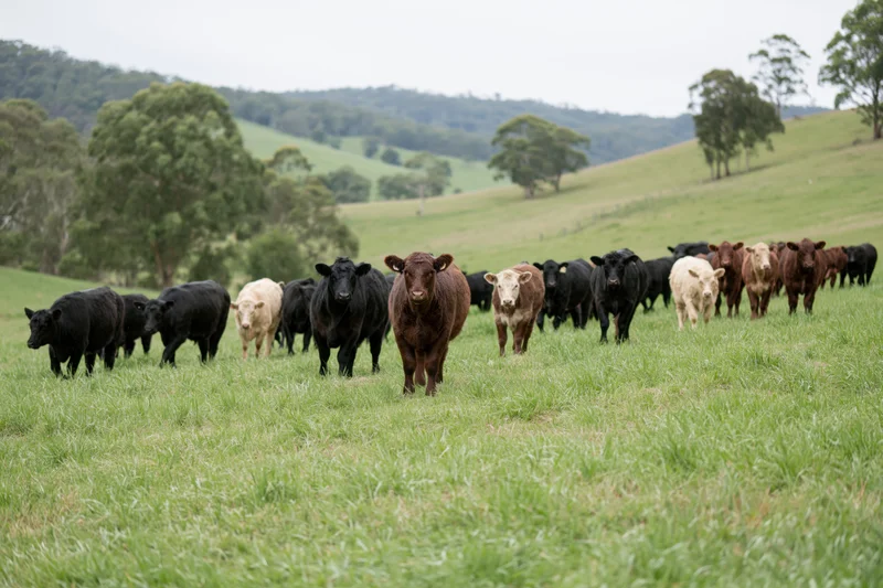 Mixed herd of beef cattle moving slowly across a green pasture on a farm