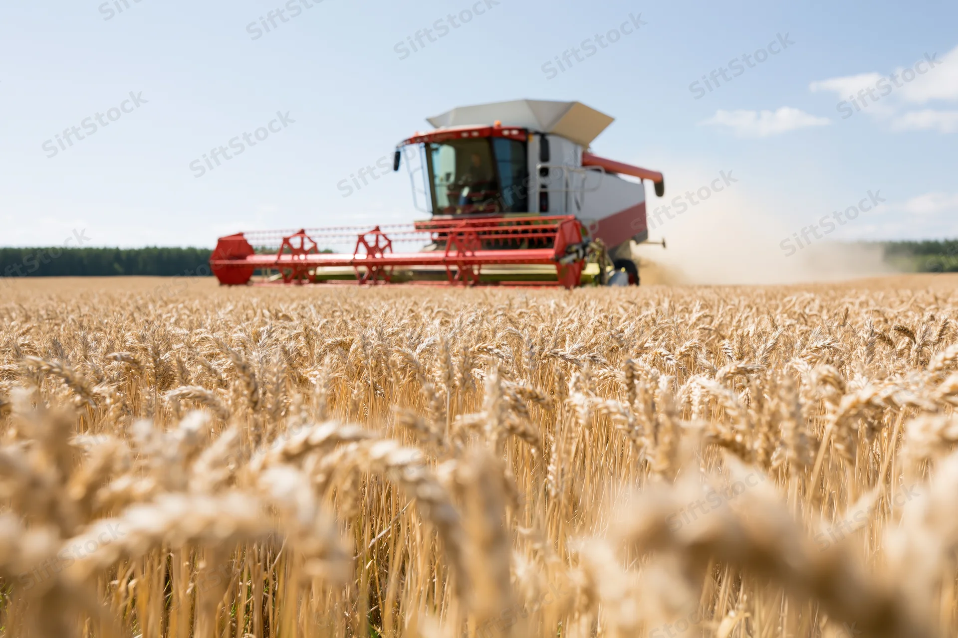 Red and white combine harvester harvesting wheat in a golden field