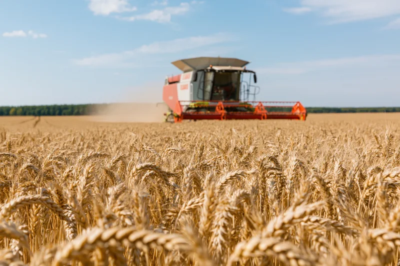 Combine harvester moving through a golden wheat field during harvest season