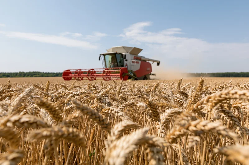 Red and white combine harvester harvesting wheat in a golden field under blue sky