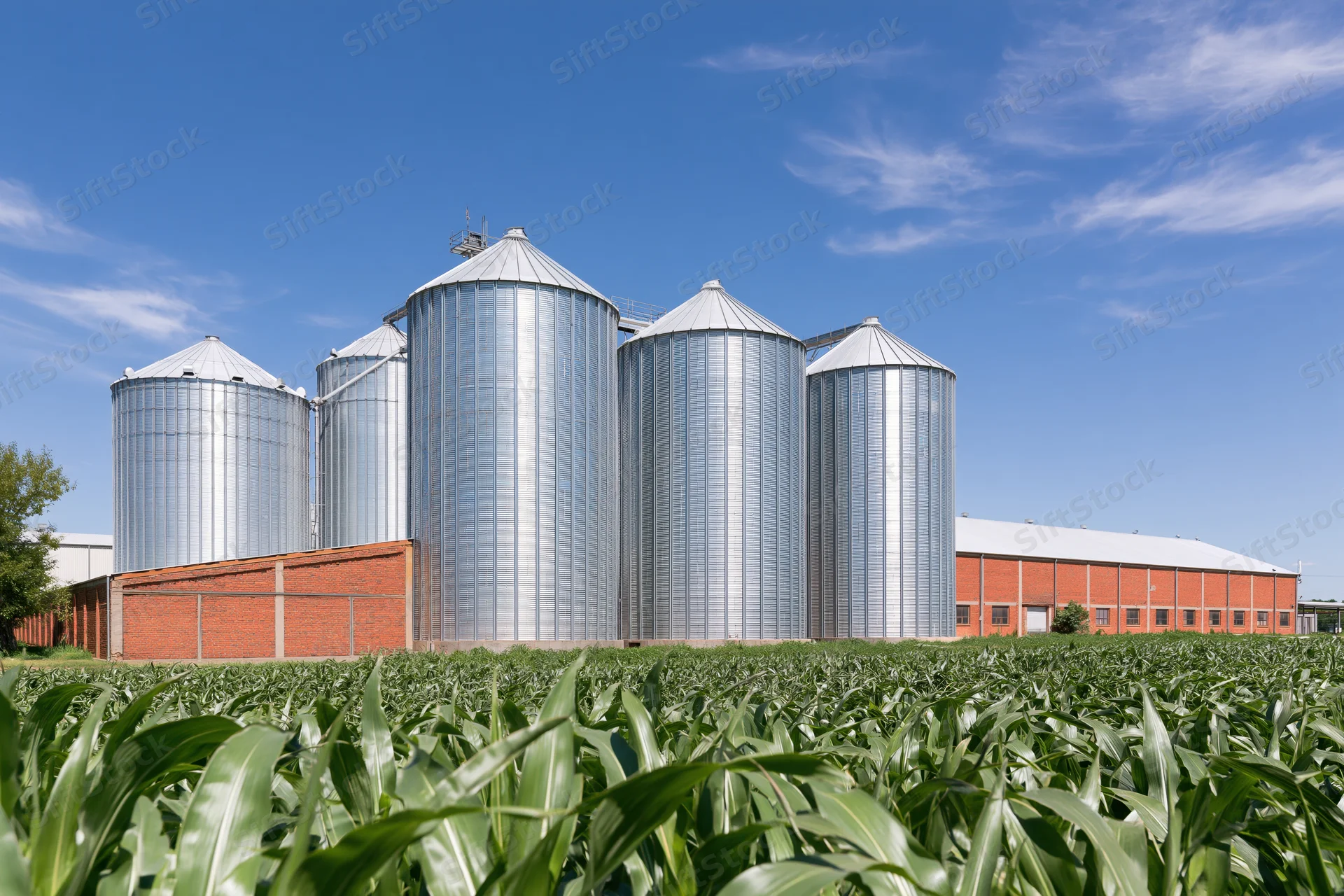 Tall silver grain silos standing in a cornfield beside a red brick farm building under a blue sky