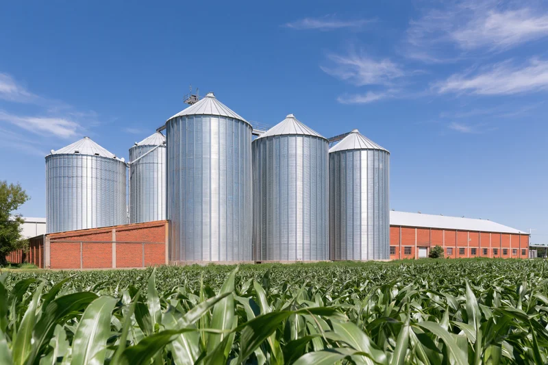 Tall silver grain silos standing in a cornfield beside a red brick farm building under a blue sky