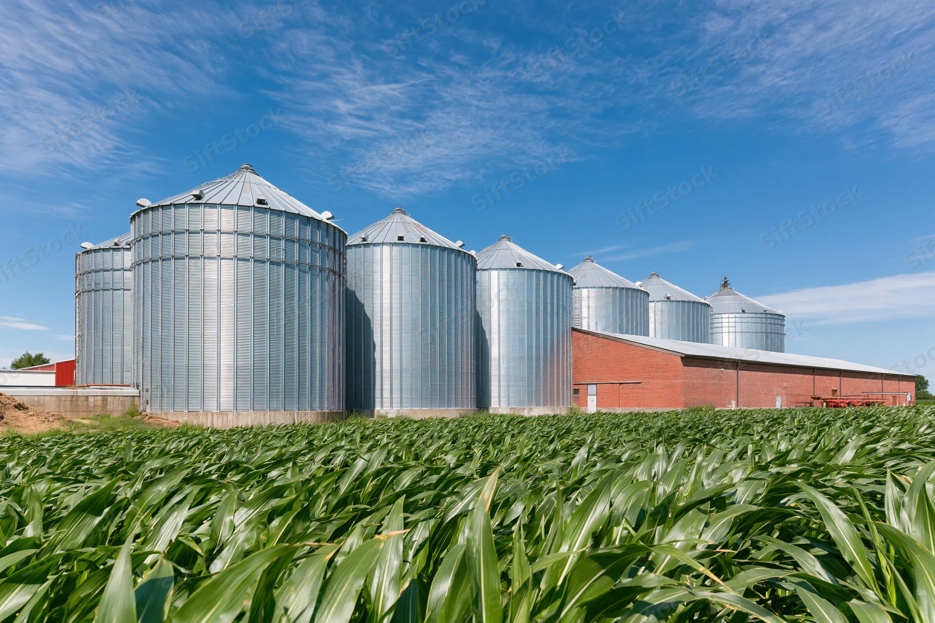Row of silver grain silos and red brick barn beside a cornfield under a blue sky