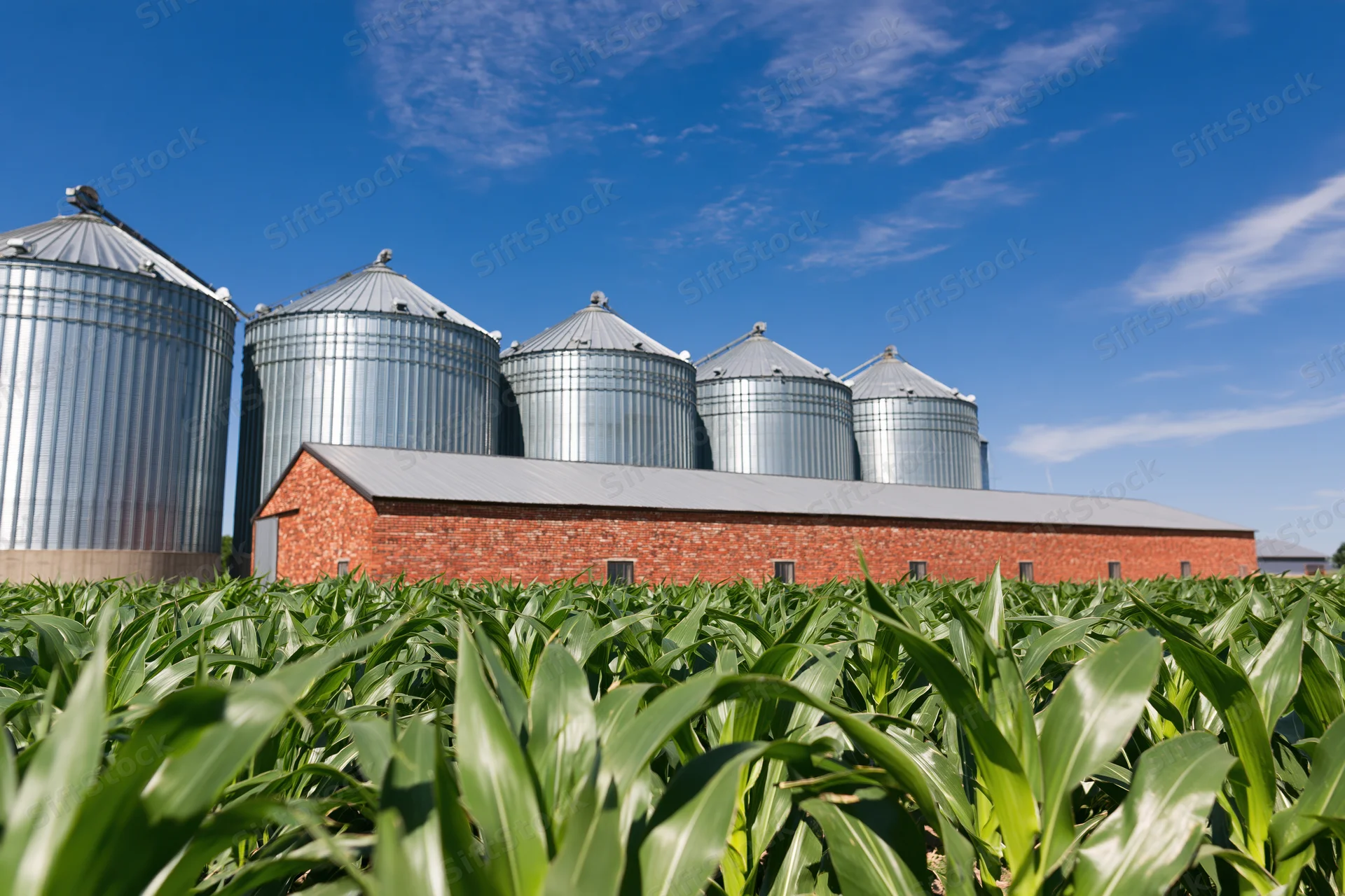 Cornfield in front of a row of silver grain silos and a red brick barn under a blue sky