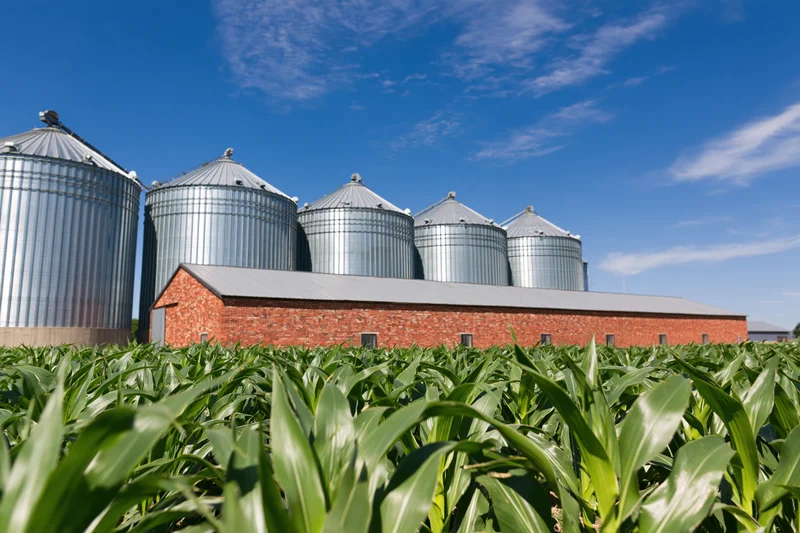 Cornfield in front of a row of silver grain silos and a red brick barn under a blue sky