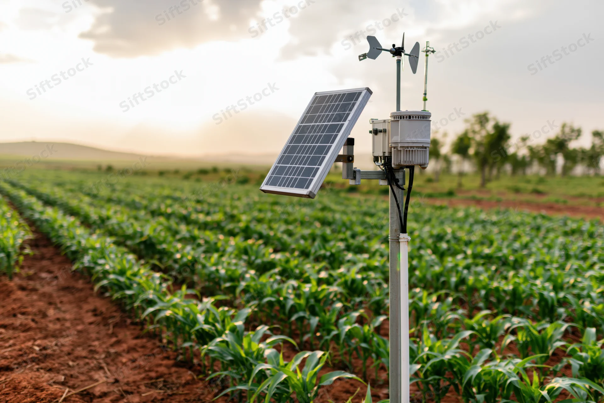 Small agricultural weather station with solar panel and sensors mounted on metal pole in cornfield