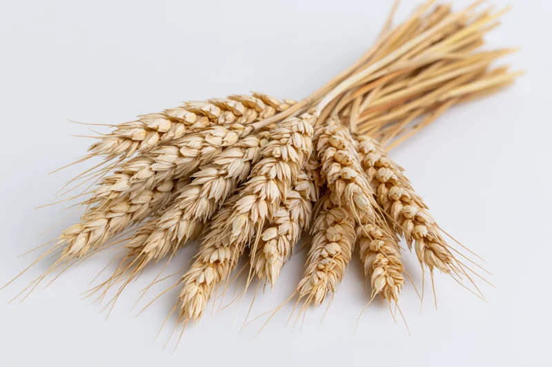 Bundle of dried wheat stalks with seed heads on white background