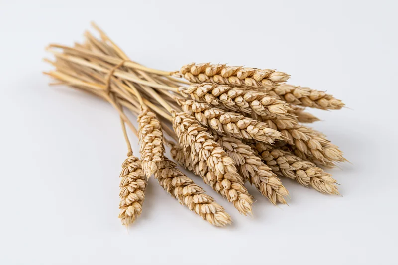 Dried wheat stalks bundled together on a white surface