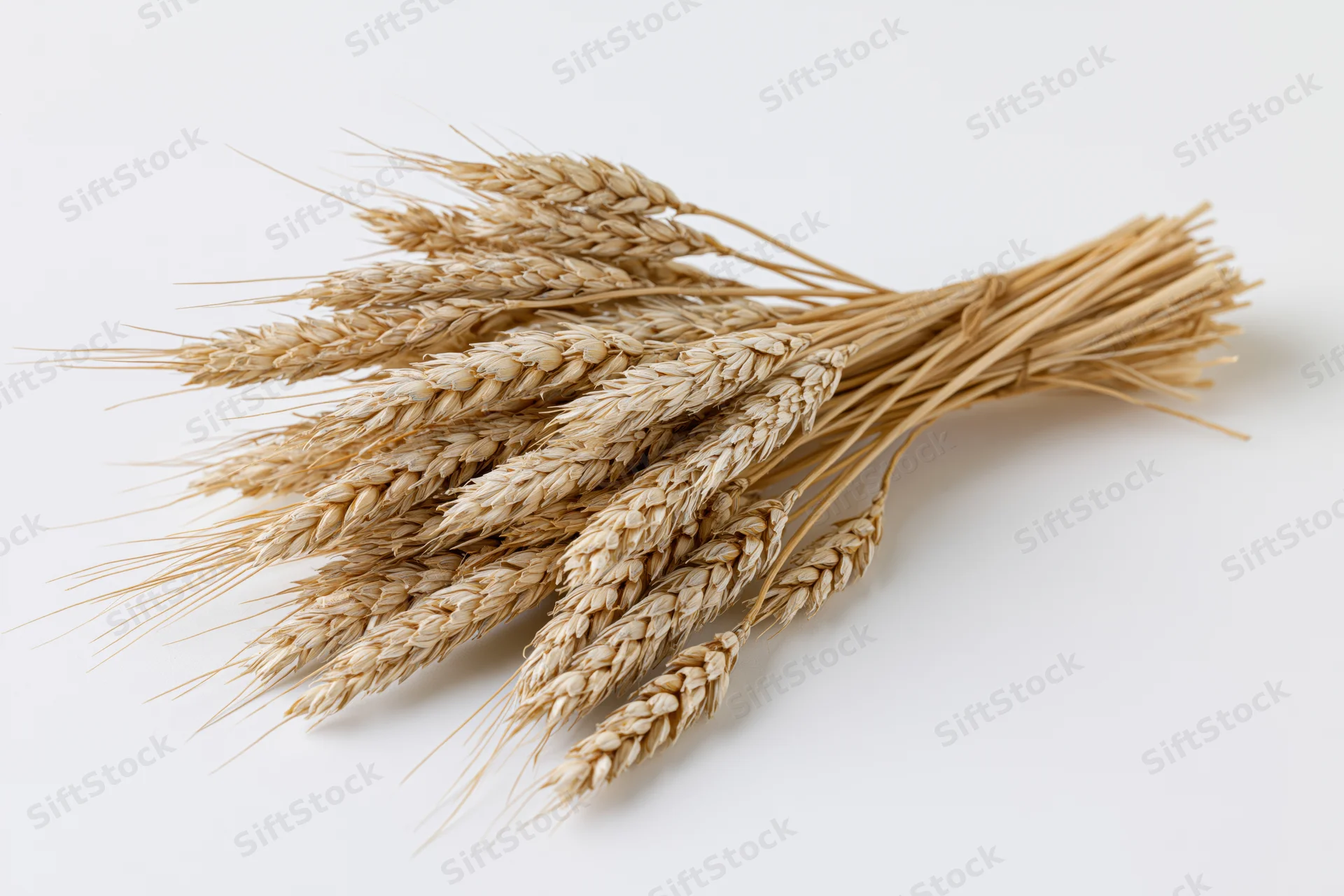 A bundle of dried wheat stalks with seed heads lying on a white surface