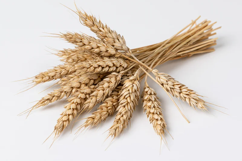A bundle of dried wheat stalks with seed heads lying flat on a white surface