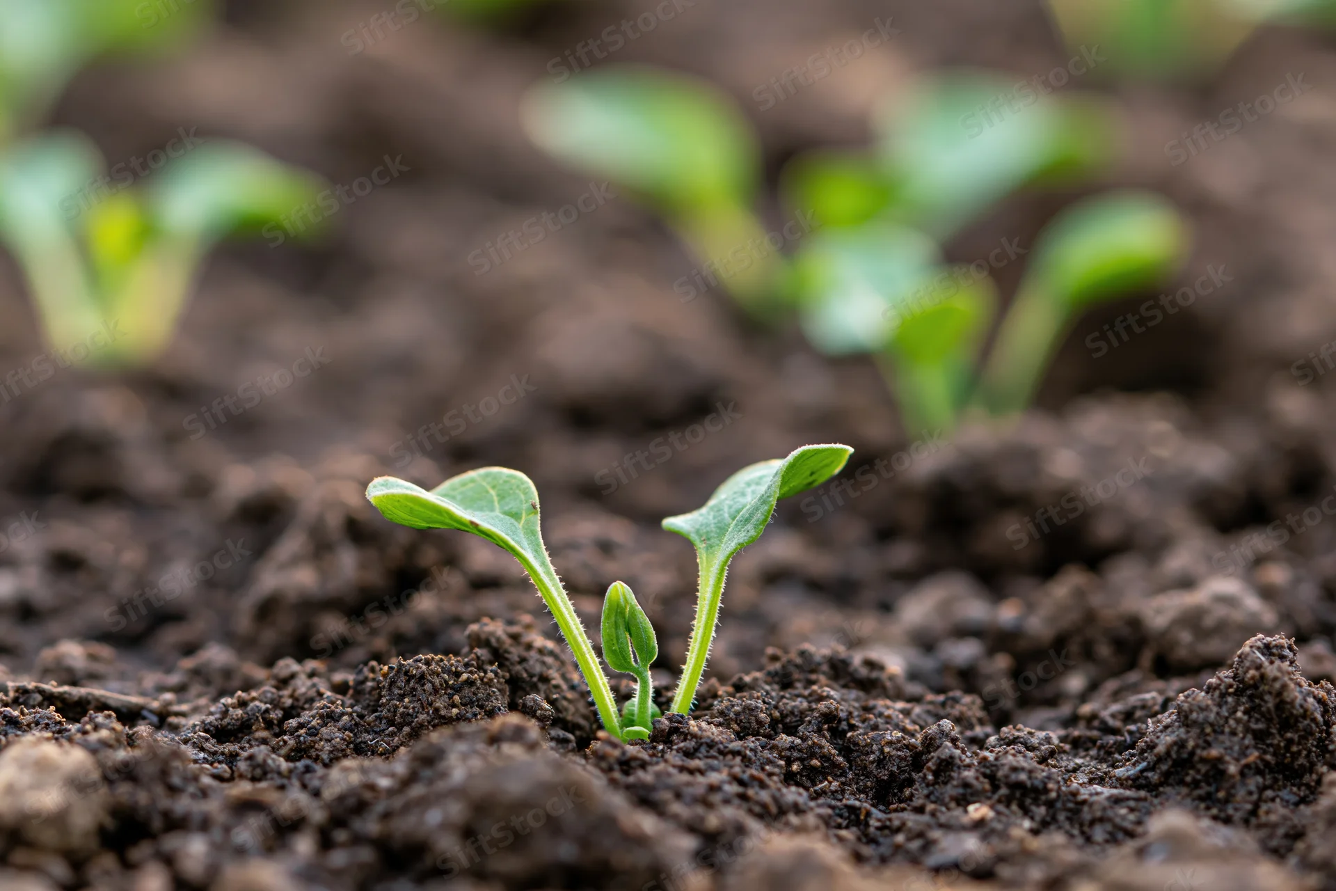Small green seedling emerging from dark moist soil in a garden bed