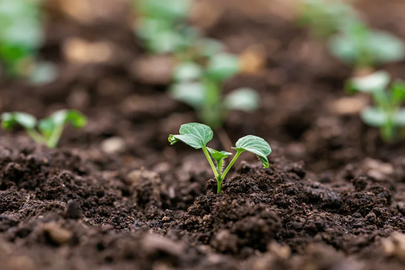 Small green seedling sprouting from dark moist soil in a garden