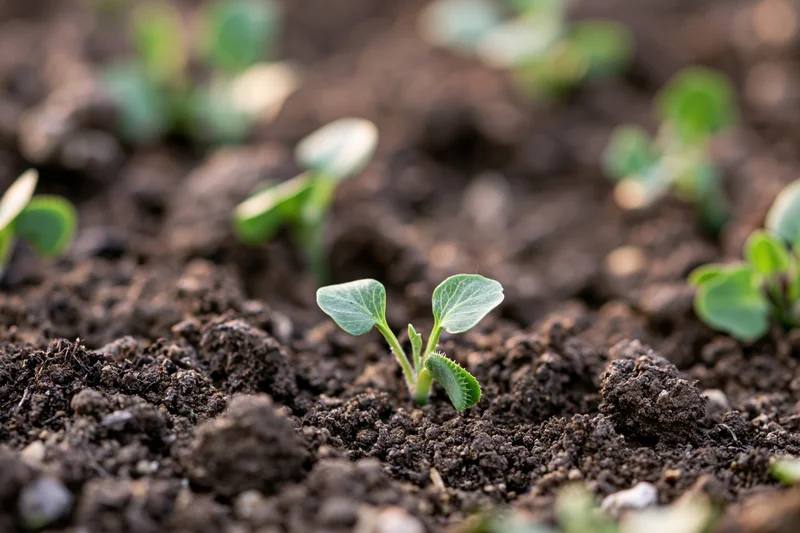 Small green seedling sprouting from dark moist soil in a garden bed