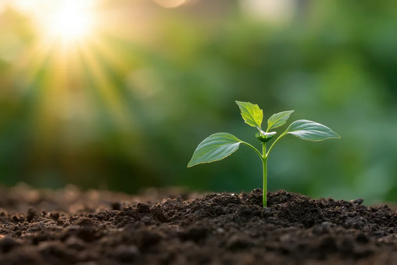 Small green seedling with four leaves emerging from dark soil in morning light