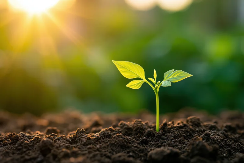 Small green seedling with four leaves emerging from dark soil under morning sunlight