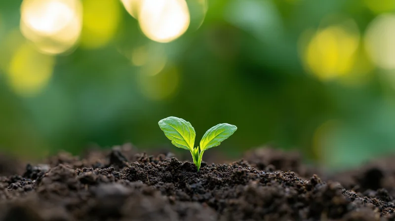 Small green seedling sprouting from dark soil with blurred green foliage in background