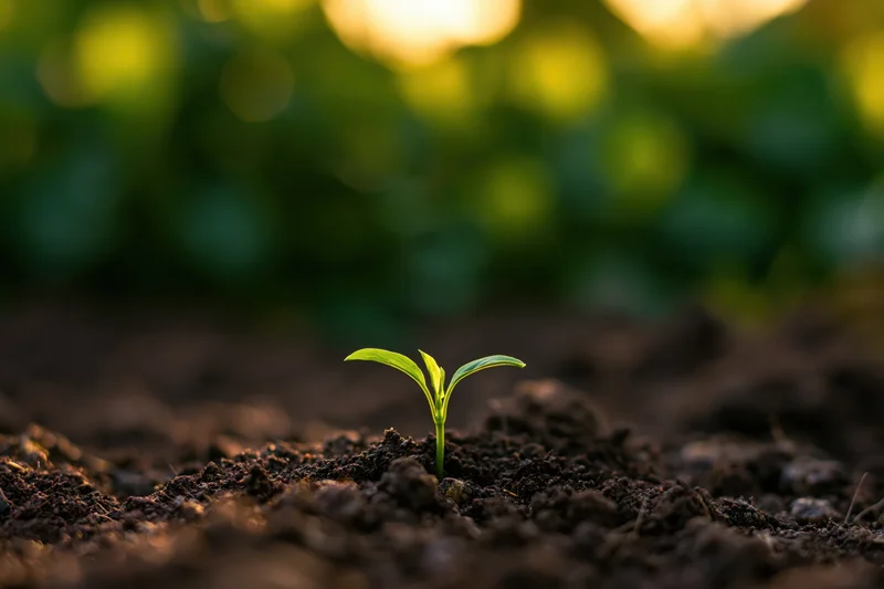 Small green seedling sprouting from dark soil in a garden setting