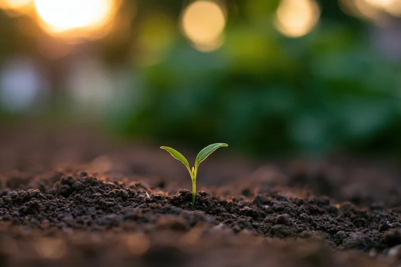Small green seedling sprouting from dark soil in a garden at sunrise