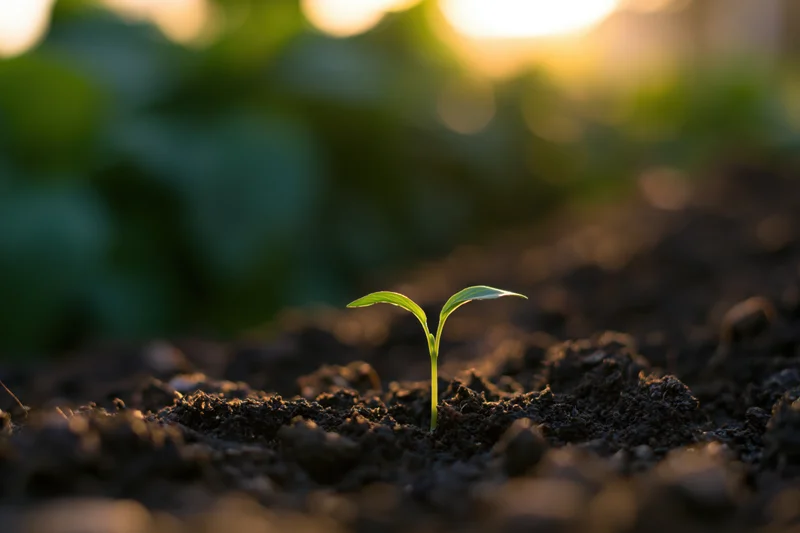 Small green seedling sprouting from dark soil in a garden at golden hour