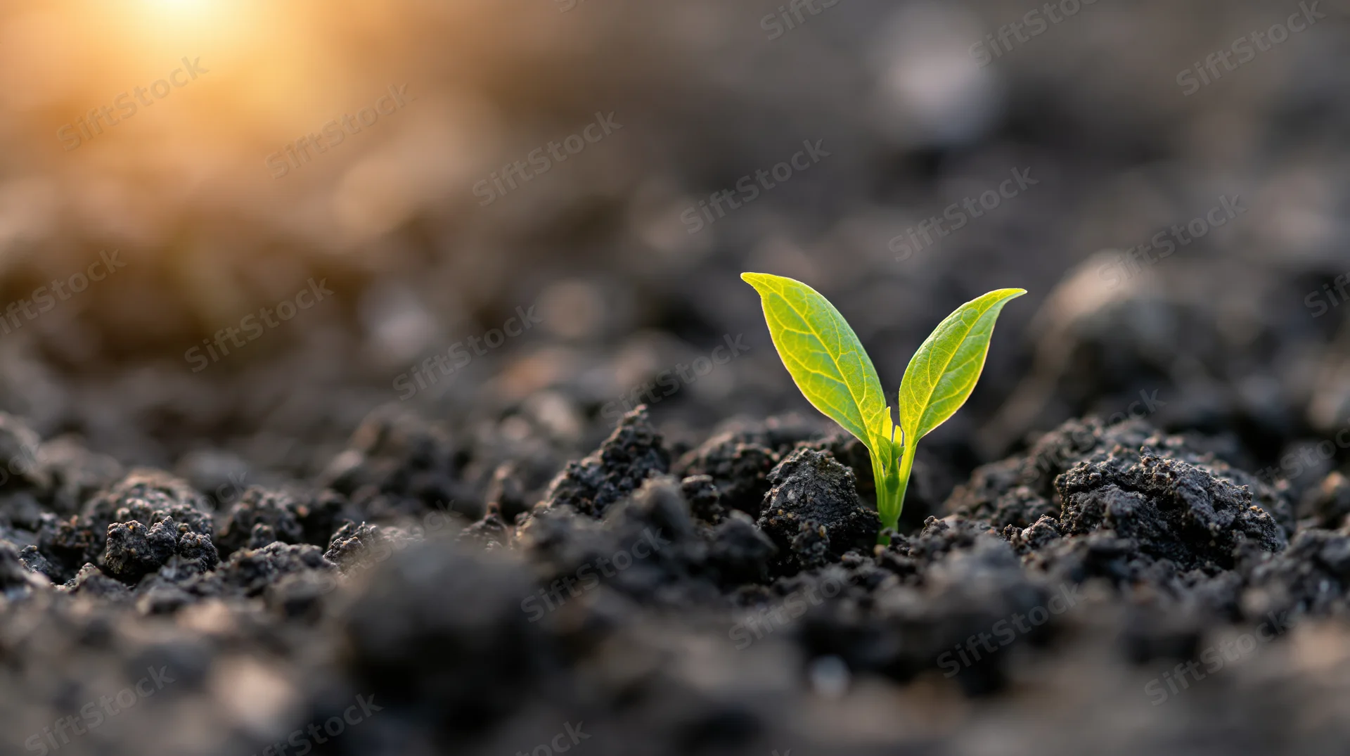 Small green seedling emerging from dark soil in morning light