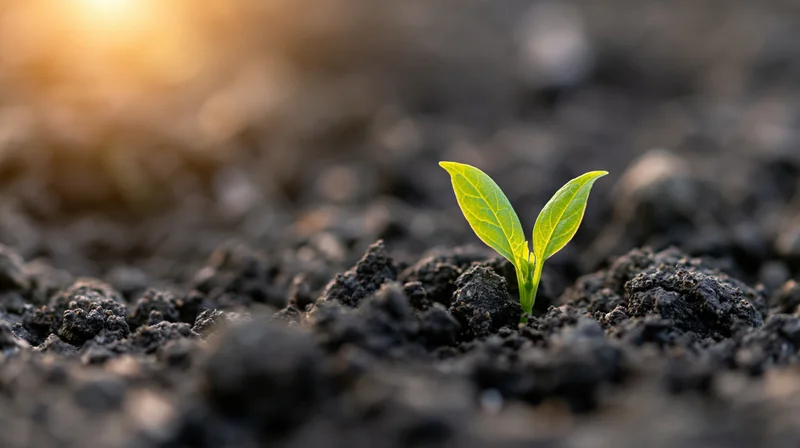 Small green seedling emerging from dark soil in morning light