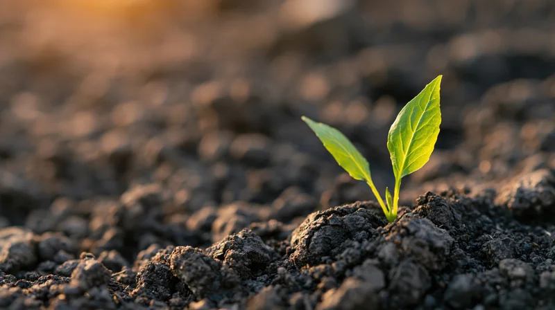 Small green seedling emerging from dark soil in natural light