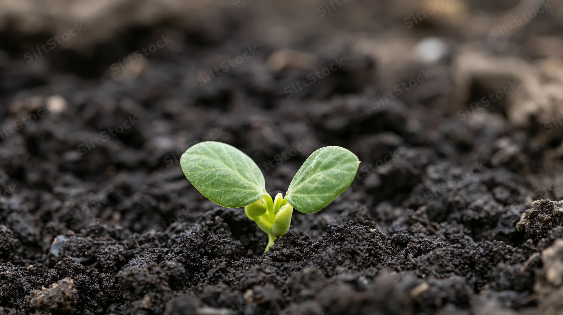 Small green soybean seedling emerging from dark moist soil