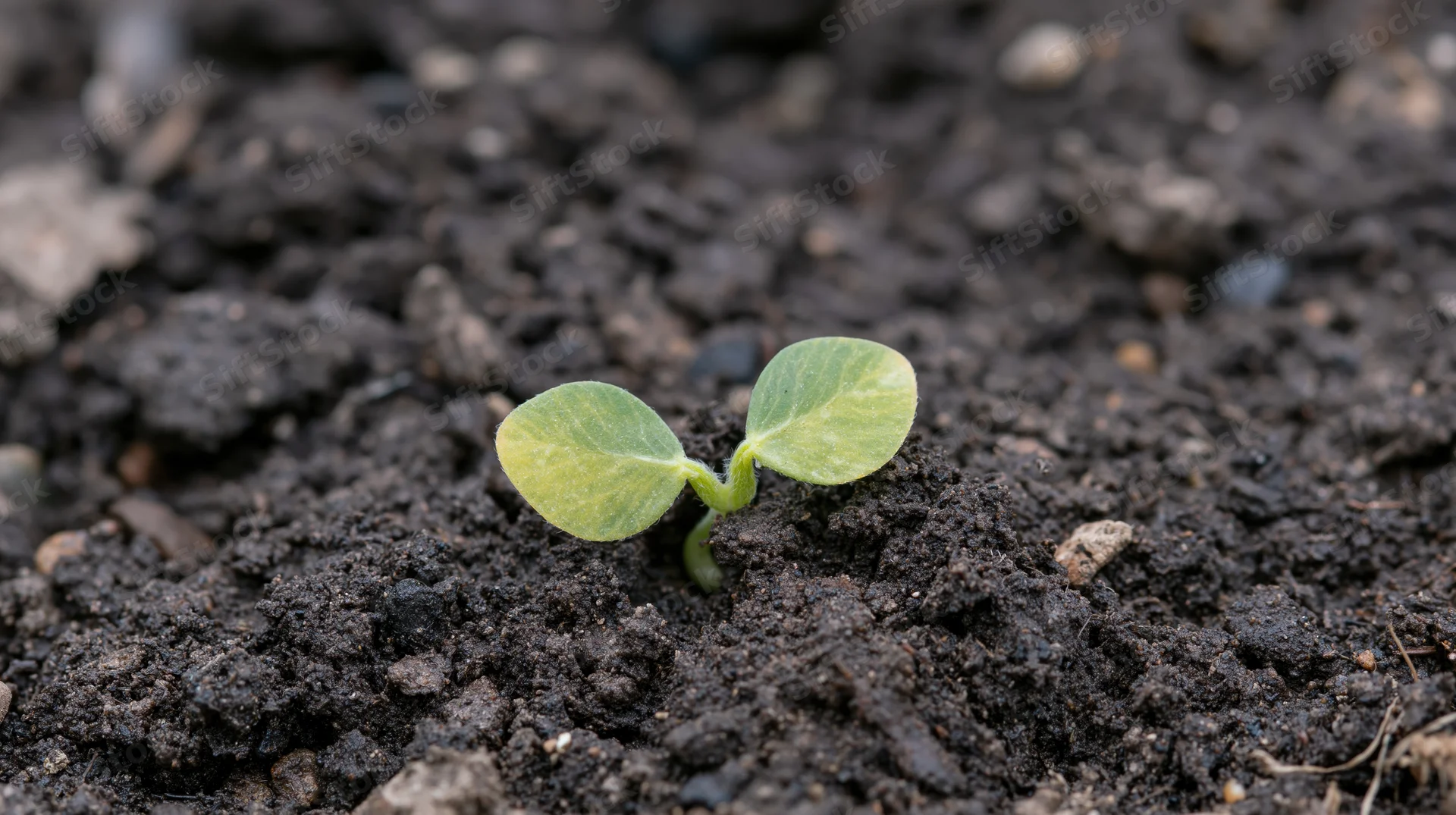 Small green soybean seedling emerging from dark moist soil