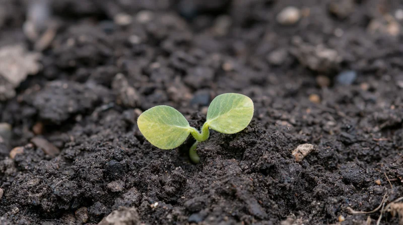 Small green soybean seedling emerging from dark moist soil