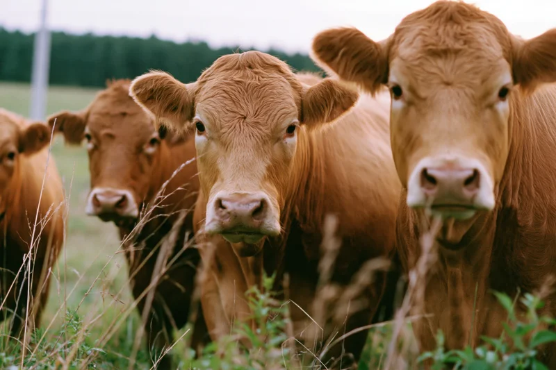 Limousin cows standing close in a grassy pasture looking directly at the camera