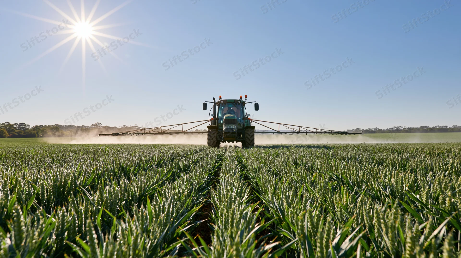 Tractor spraying pesticide across a green wheat field under bright sun