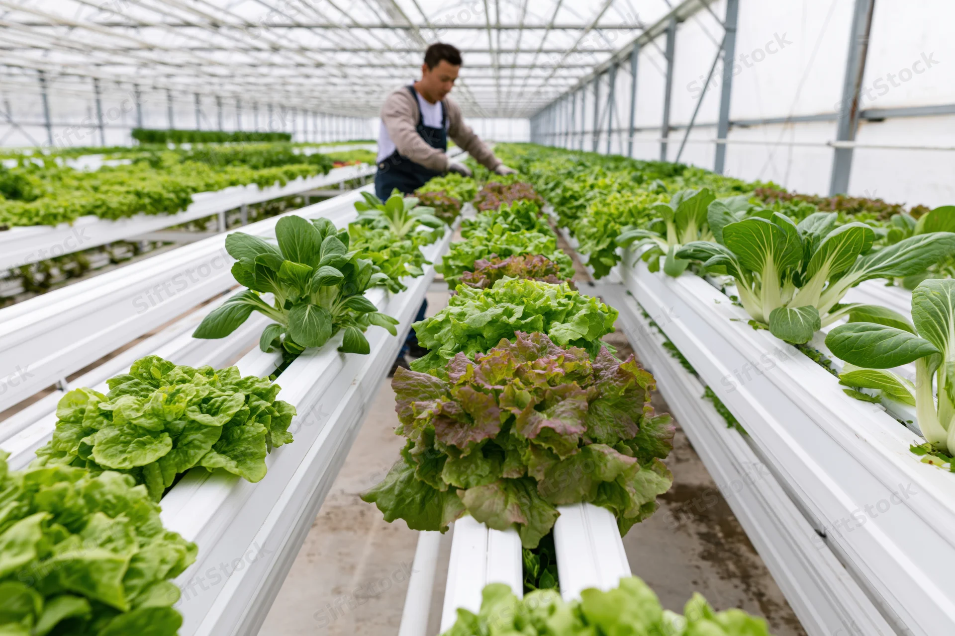 Man inspecting rows of leafy greens in a hydroponic greenhouse