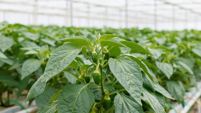 Young pepper plant with small green fruits growing in a greenhouse row