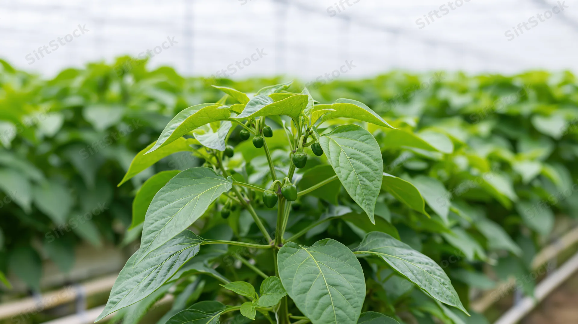 Young pepper plant with small green fruits growing in a greenhouse row
