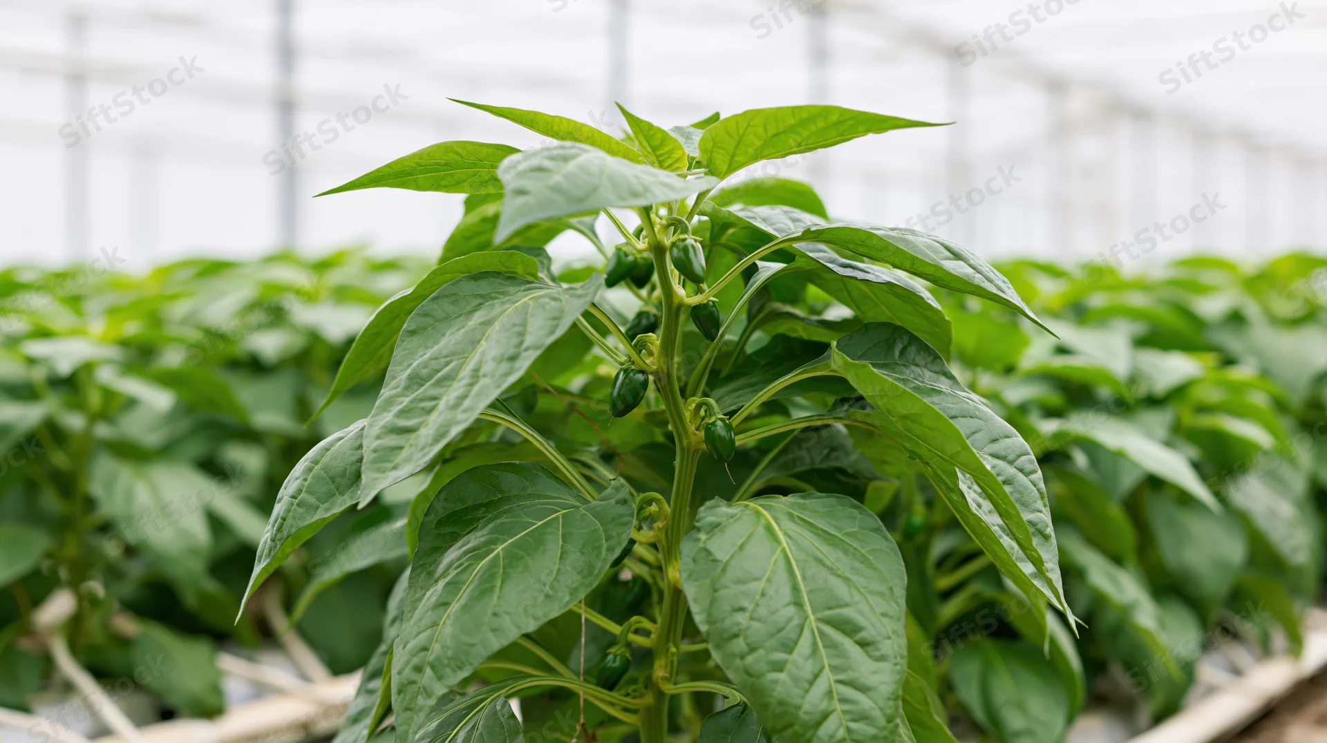 Young pepper plant with small green fruits growing in a greenhouse