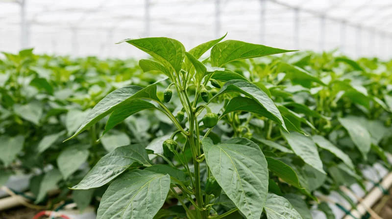 Young pepper plant with small green fruits growing in a greenhouse