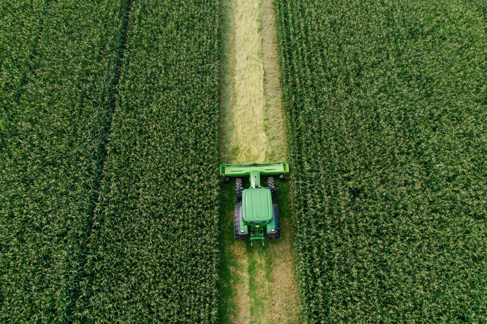 Green tractor mowing a path through a cornfield from above