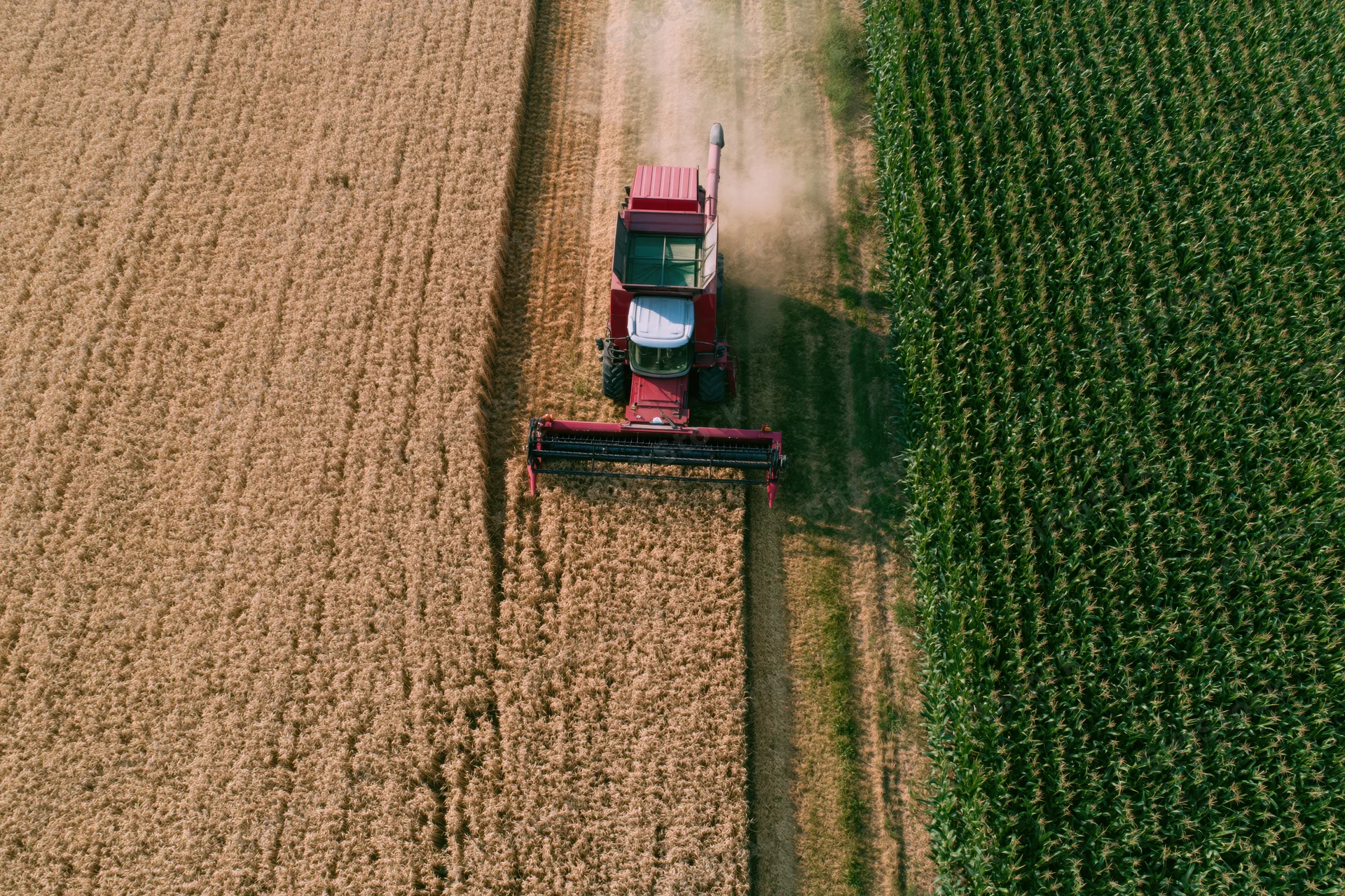 Red combine harvester harvesting wheat in a field next to a cornfield, aerial top-down view