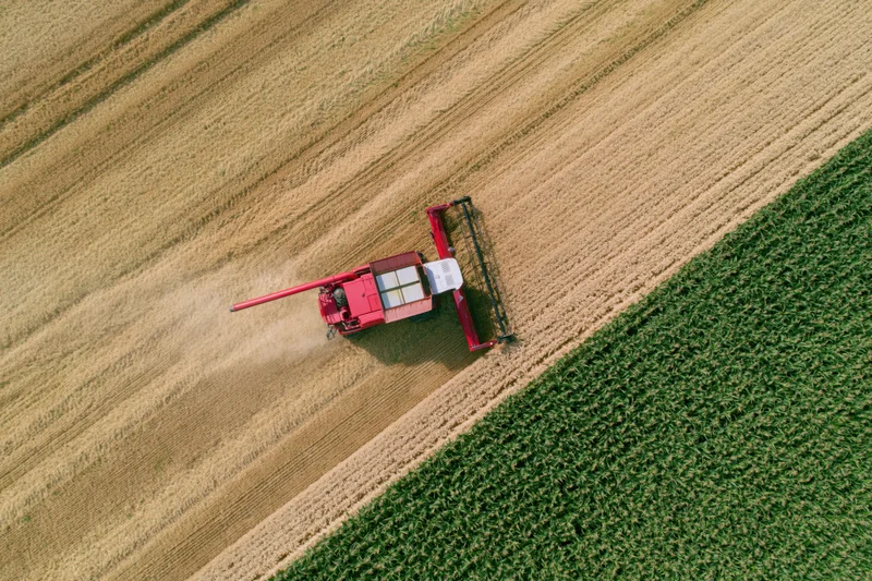 Red combine harvester harvesting wheat in a field next to a green cornfield, aerial view